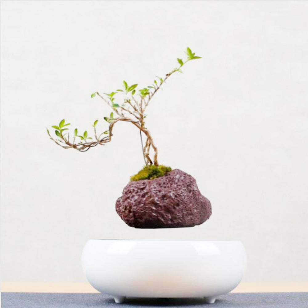 Magnetic Levitation Potted Plants - Echo Essence