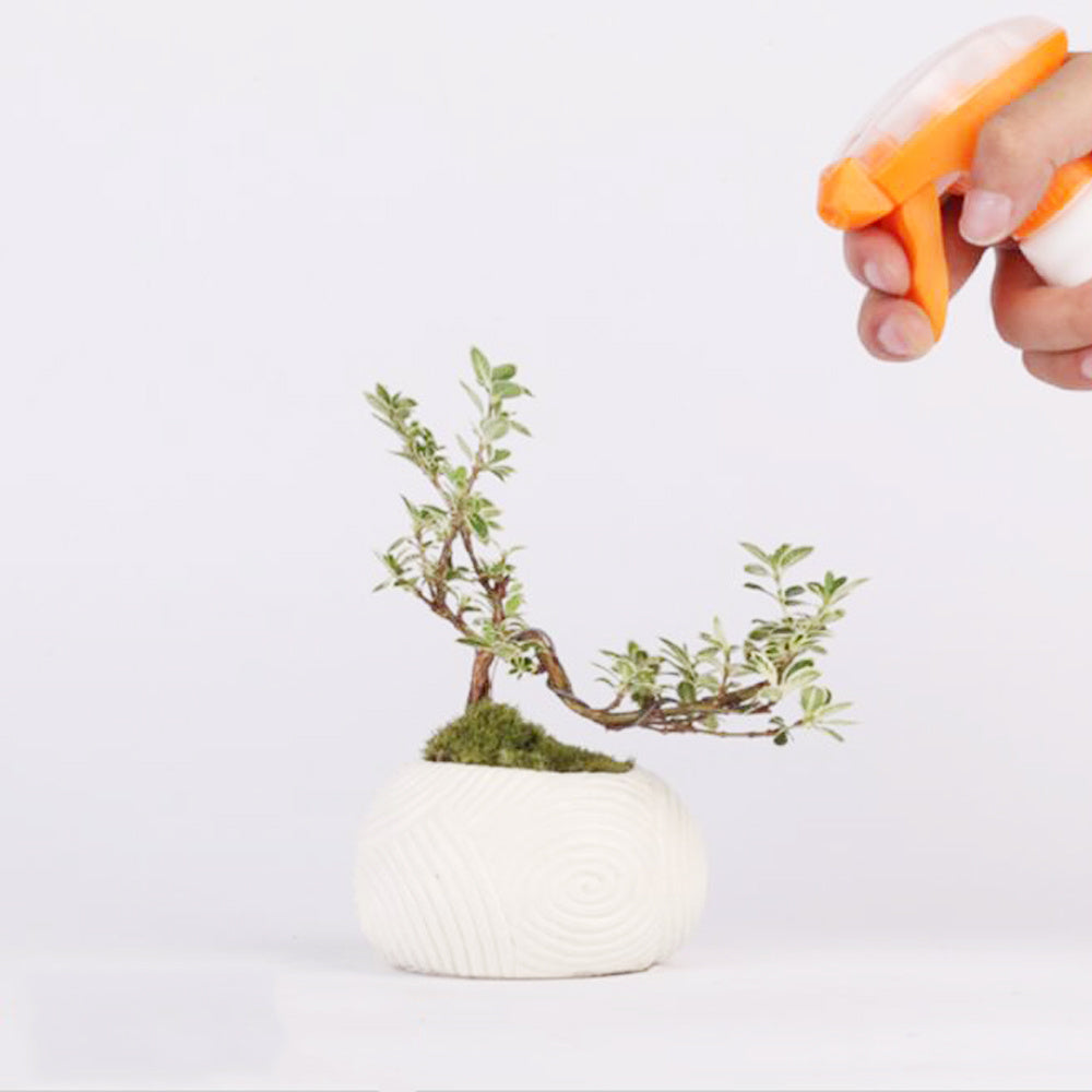 Magnetic Levitation Potted Plants - Echo Essence